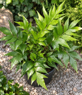 Cyrtomium devexiscapulae